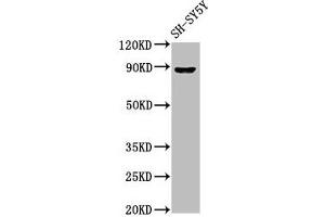 Western Blot Positive WB detected in: SH-SY5Y whole cell lysate All lanes: NPAS4 antibody at 7 μg/mL Secondary Goat polyclonal to rabbit IgG at 1/50000 dilution Predicted band size: 88, 26 kDa Observed band size: 88 kDa (NPAS4 Antikörper  (AA 445-585))