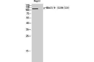 Western Blotting (WB) image for anti-HDAC5/9 (pSer220), (pSer259) antibody (ABIN3182198) (HDAC5/9 (pSer220), (pSer259) Antikörper)