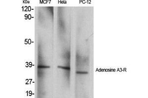Western Blot (WB) analysis of specific cells using Adenosine A3-R Polyclonal Antibody.
