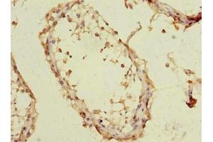 Immunohistochemistry of paraffin-embedded human testis tissue using ABIN7151978 at dilution of 1:100 (TMEM93 Antikörper  (AA 2-47))