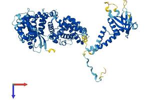 ELMO3 Protein (AA 1-720) (His tag)
