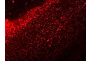 Immunofluorescence (IF) image for anti-Interleukin 17A (IL17A) antibody (ABIN1873195) (Interleukin 17a Antikörper)