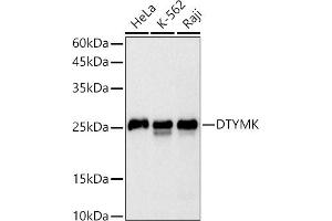 DTYMK antibody