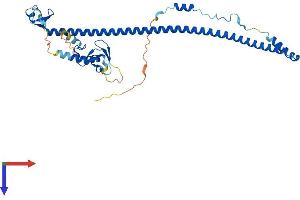 TRIM54 Protein (AA 1-358) (His tag)