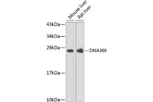 Western blot analysis of extracts of various cell lines, using DN antibody (ABIN6127771, ABIN6139715, ABIN6139716 and ABIN6223392) at 1:1000 dilution. (DNAJB9 Antikörper  (AA 24-223))