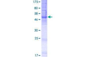 FITM1 Protein (AA 1-292) (GST tag)