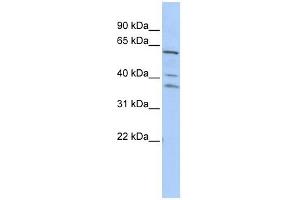 HRB antibody used at 1 ug/ml to detect target protein.