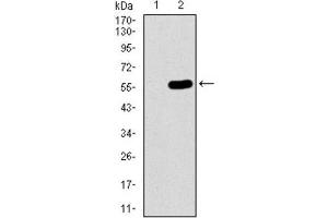 Western Blotting (WB) image for anti-Chromosome 17 Open Reading Frame 53 (C17ORF53) (AA 282-527) antibody (ABIN1842990) (C17orf53 Antikörper  (AA 282-527))