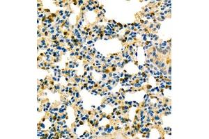 Immunohistochemistry analysis of paraffin embedded mouse lung using contactin-1 (ABIN7073572) at dilution of 1: 600 (Contactin 1 Antikörper)