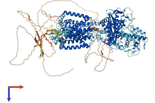 Patched 1 Protein (PTCH1) (AA 1-1434) (His tag)