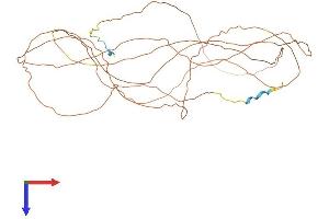 LOR Protein (AA 1-486) (His tag)