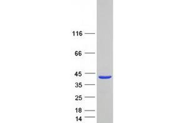 SYCE2 Protein (Myc-DYKDDDDK Tag)