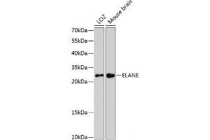 Western blot analysis of extracts of various cell lines using ELANE Polyclonal Antibody at dilution of 1:3000. (ELANE Antikörper)