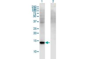 RBP7 Antikörper  (AA 35-134)