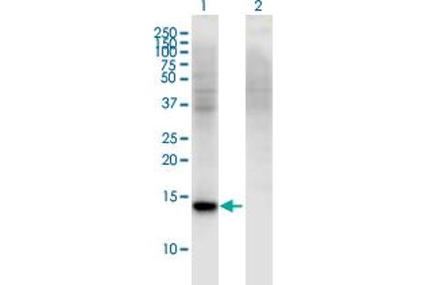 RBP7 Antikörper  (AA 35-134)
