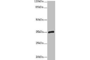 Western blot All lanes: CPXCR1 antibody at 5 μg/mL + Mouse brain tissue Secondary Goat polyclonal to rabbit IgG at 1/10000 dilution Predicted band size: 35 kDa Observed band size: 35 kDa (CPXCR1 Antikörper  (AA 1-301))