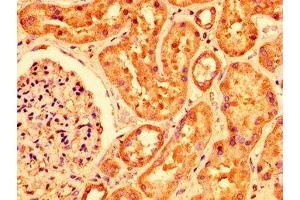 IHC image of ABIN7163704 diluted at 1:200 and staining in paraffin-embedded human kidney tissue performed on a Leica BondTM system. (PLXNB1 Antikörper  (AA 664-837))