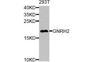 Western blot analysis of extracts of 293T cells, using GNRH2 antibody. (GnRH2 Antikörper  (AA 24-120))