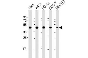 Lane 1: HeLa Cell lysates, Lane 2: A431 Cell lysates, Lane 3: PC-12 Cell lysates, Lane 4: COS-7 Cell lysates, Lane 5: NIH/3T3 Cell lysates, probed with MP2K1 (1678CT373. (MEK1 Antikörper)
