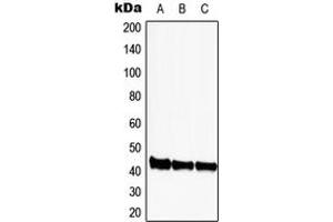 Western blot analysis of CDK9 expression in HEK293T (A), SP2/0 (B), PC12 (C) whole cell lysates. (CDK9 Antikörper  (Center))