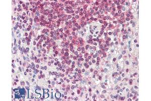 ABIN987270 (5µg/ml) staining of paraffin embedded Human Spleen.