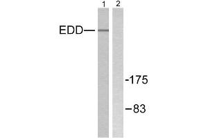 Western Blotting (WB) image for anti-Ubiquitin Protein Ligase E3 Component N-Recognin 5 (UBR5) (N-Term) antibody (ABIN1848820) (UBR5 Antikörper  (N-Term))