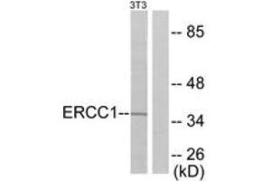 Western blot analysis of extracts from NIH-3T3 cells, using ERCC1 Antibody. (ERCC1 Antikörper  (AA 141-190))