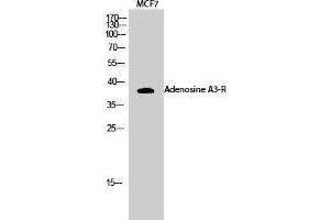 Western Blotting (WB) image for anti-Adenosine A3 Receptor (ADORA3) (C-Term) antibody (ABIN3183191)