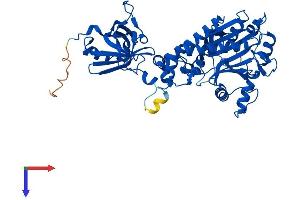 DARS Protein (AA 1-501) (His tag)