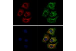 ABIN6261480 and ABIN6279422 staining Hela cells by IF/ICC. (EIF3A Antikörper  (C-Term))