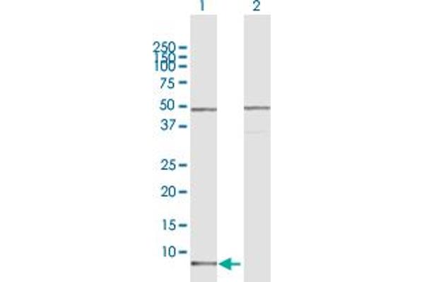 CCL15 Antikörper  (AA 1-113)