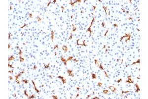 Immunohistochemistry (IHC) image for anti-Cystic Fibrosis Transmembrane Conductance Regulator (ATP-Binding Cassette Sub-Family C, Member 7) (CFTR) (AA 258-385) antibody (ABIN6939088)