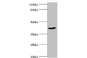 Western blot All lanes: Protein arginine N-methyltransferase 1 antibody at 2 μg/mL + NIH/3T3 whole cell lysate Secondary Goat polyclonal to rabbit IgG at 1/10000 dilution Predicted band size: 42, 40, 41 kDa Observed band size: 42 kDa (PRMT1 Antikörper  (AA 20-353))