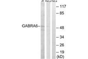 Western blot analysis of extracts from HeLa/Jurkat cells, using GABRA6 Antibody.