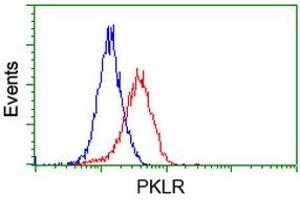Image no. 2 for anti-Pyruvate Kinase, Liver and RBC (PKLR) antibody (ABIN1500245) (PKLR Antikörper)