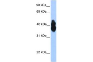 Western Blotting (WB) image for anti-Oligodendrocyte Lineage Transcription Factor 2 (OLIG2) antibody (ABIN2460231) (OLIG2 Antikörper)
