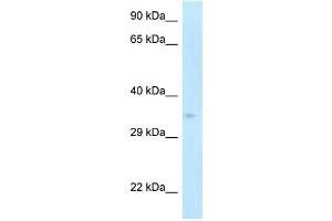 WB Suggested Anti-Cdk5r1 Antibody Titration: 1. (CDK5R1 Antikörper  (C-Term))