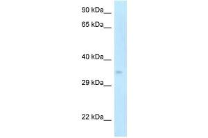 WB Suggested Anti-Cdk5r1 Antibody Titration: 1.