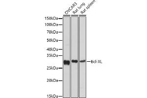 Western Blotting (WB) image for anti-BCL2-Like 1 (BCL2L1) (AA 1-120) antibody (ABIN1512625)