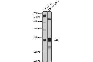 Western blot analysis of extracts of various cell lines, using IL18 antibody (ABIN7267992) at 1:1000 dilution. (IL-18 Antikörper)