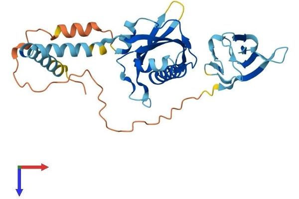 PIH1D2 Protein (AA 1-315) (His tag)