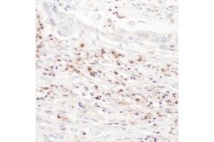Immunohistochemistry (IHC) image for anti-Sialophorin (SPN) (AA 350-400) antibody (ABIN7455030)