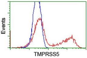 HEK293T cells transfected with either RC223774 overexpress plasmid (Red) or empty vector control plasmid (Blue) were immunostained by anti-TMPRSS5 antibody (ABIN2454956), and then analyzed by flow cytometry. (TMPRSS5 Antikörper)