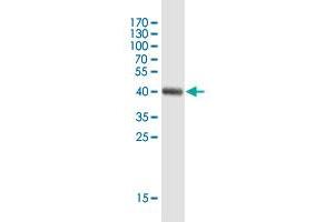 Western Blot detection against Immunogen (42. (AHSA2 Antikörper  (AA 1-137))