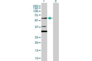 Western Blot analysis of CUGBP2 expression in transfected 293T cell line by CUGBP2 MaxPab polyclonal antibody.