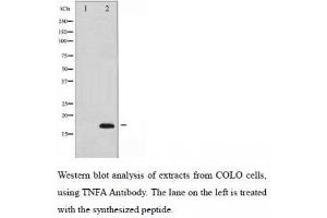 Western Blotting (WB) image for anti-Tumor Necrosis Factor alpha (TNF alpha) antibody (ABIN1846089) (TNF alpha Antikörper)
