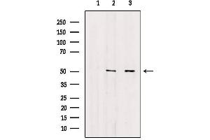 Western blot analysis of extracts from various samples, using Annexin VII antibody. (Annexin VII Antikörper  (N-Term))