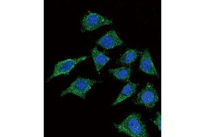 Confocal immunofluorescent analysis of LCAT Antibody (Center) (ABIN653825 and ABIN2843093) with 293 cell followed by Alexa Fluor? (LCAT Antikörper  (AA 285-313))