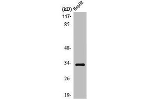 Western Blot analysis of HepG2 cells using ODC Polyclonal Antibody (SLC25A21 Antikörper  (Internal Region))