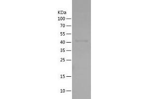 FMO2 Protein (AA 43-249) (His-IF2DI Tag)